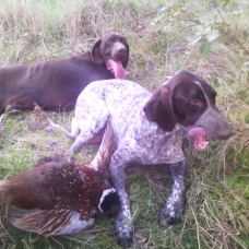 Image pour l'annonce A réserver chiots braque allemand