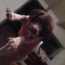 Image pour l'annonce A réserver chiots braque allemand