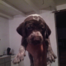 Image pour l'annonce A réserver chiots braque allemand