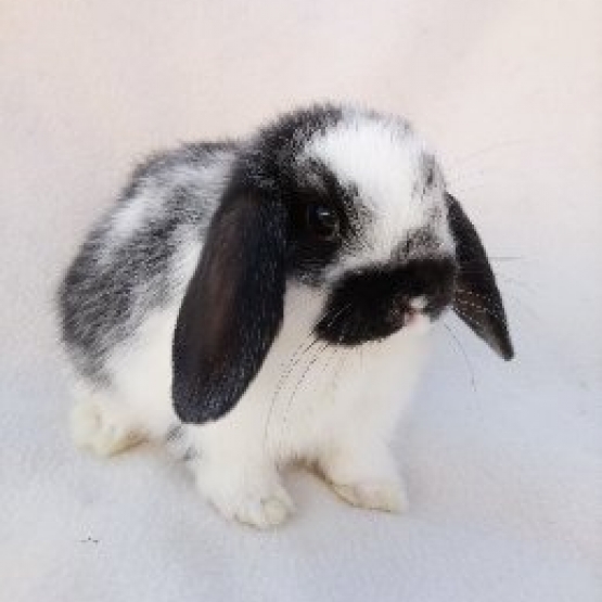 Image pour l'annonce bébés lapins nains diverses races disponibles