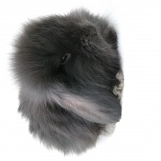 Image pour l'annonce bébés lapins nains diverses races disponibles