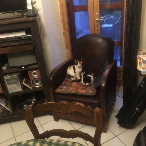 Image pour l'annonce donne deux chatons