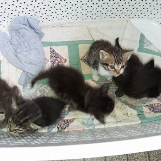 Image pour l'annonce don de chatons