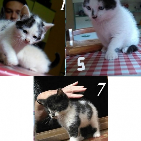 Image pour l'annonce Donne Chatons