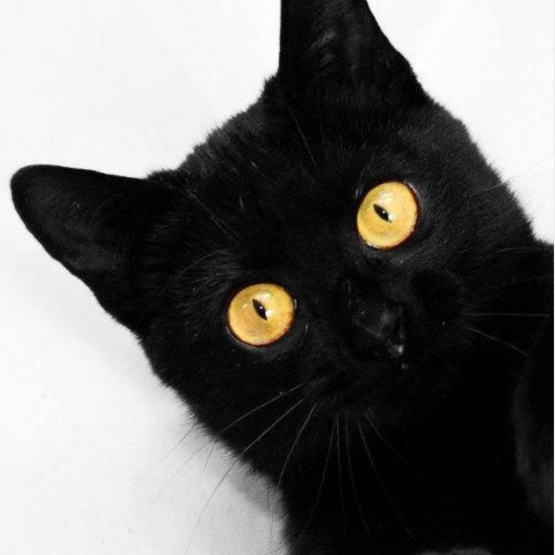 Image pour l'annonce Donne chaton