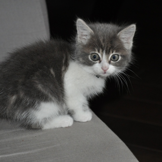 Image pour l'annonce donne adorable chaton gris et blanc
