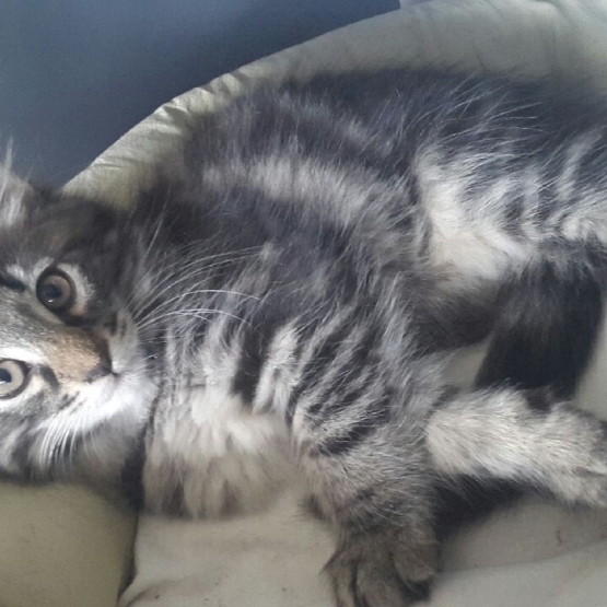 Image pour l'annonce vends chaton norvegien loof