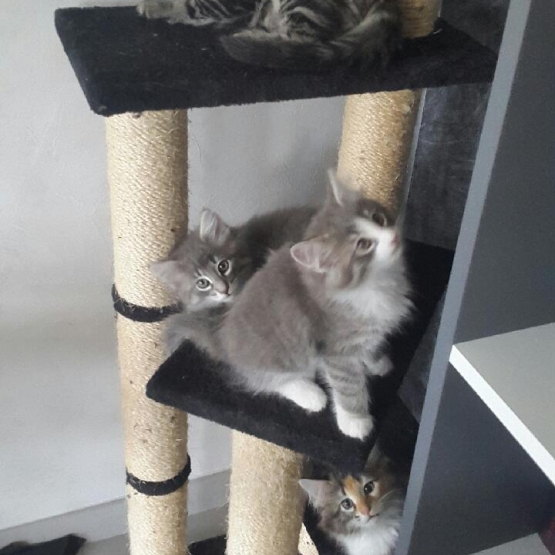 Image pour l'annonce vends chaton norvegien loof