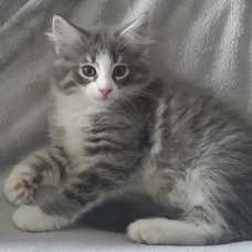 Image pour l'annonce vends chaton norvegien loof