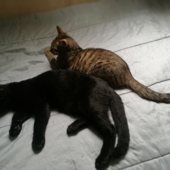Image pour l'annonce Je donnes 3 chatons