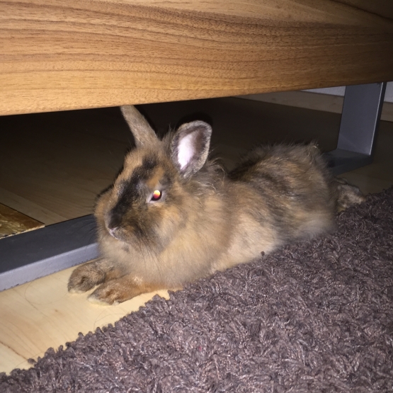 Image pour l'annonce lapin nain femelle à vendre