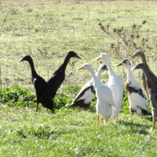 Image pour l'annonce Canard Coureur Indien