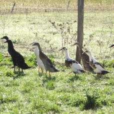 Image pour l'annonce Canard Coureur Indien