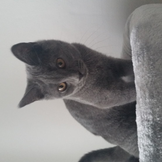 Image pour l'annonce VENDS CHATON CHARTREUX BLEUE