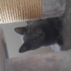 Image pour l'annonce VENDS CHATON CHARTREUX BLEUE