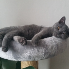 Image pour l'annonce VENDS CHATON CHARTREUX BLEUE