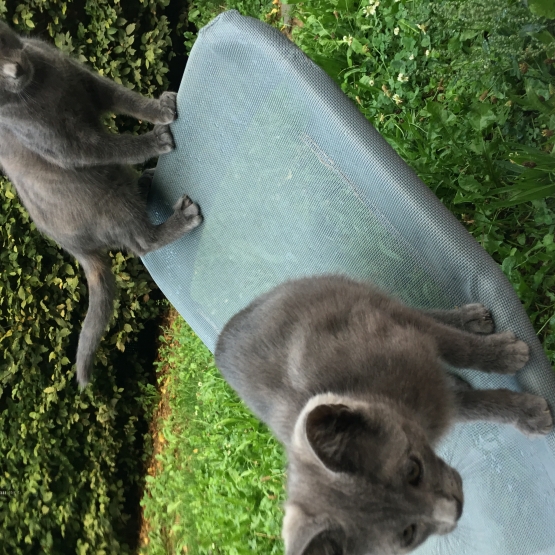 Image pour l'annonce chatons a donner
