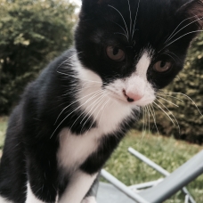 Image pour l'annonce chatons a donner