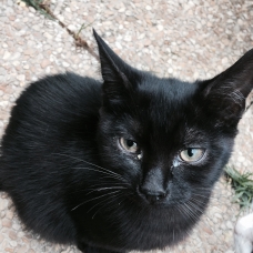Image pour l'annonce chatons a donner