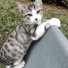 Image pour l'annonce chatons a donner
