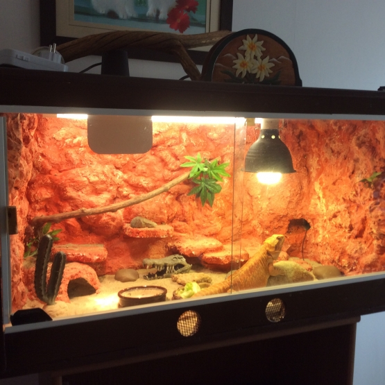Image pour l'annonce Terrarium tout équipe avec pogona