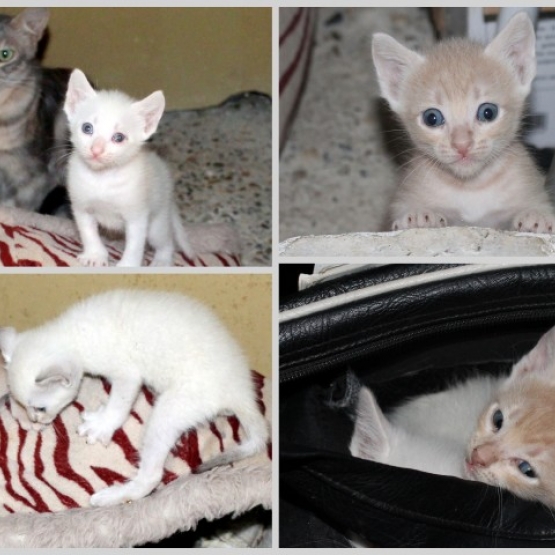 Image pour l'annonce chatons à donner