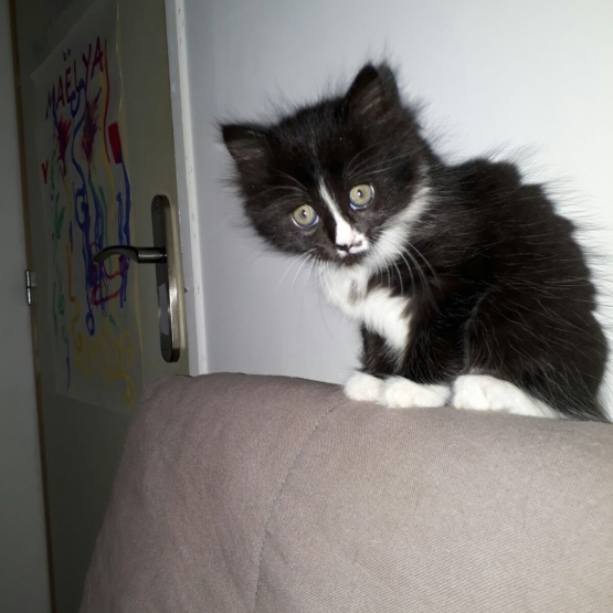 Image pour l'annonce Chaton