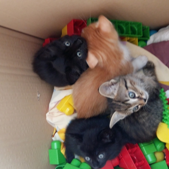 Image pour l'annonce Donne chatons