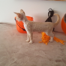Image pour l'annonce devon rex
