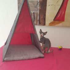 Image pour l'annonce devon rex