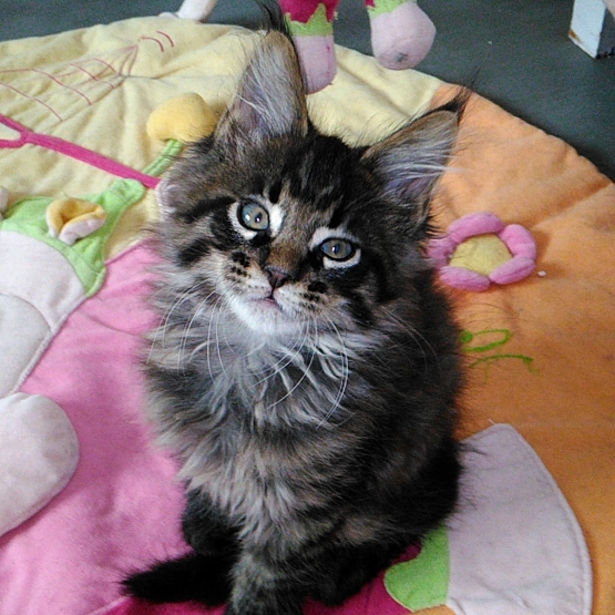 Image pour l'annonce Chatons Maine coon LOOF