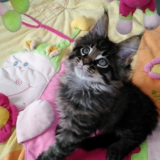 Image pour l'annonce Chatons Maine coon LOOF