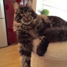 Image pour l'annonce Chatons Maine coon LOOF