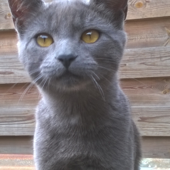 Image pour l'annonce très joli chaton a donner (gratuit)