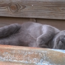 Image pour l'annonce très joli chaton a donner (gratuit)