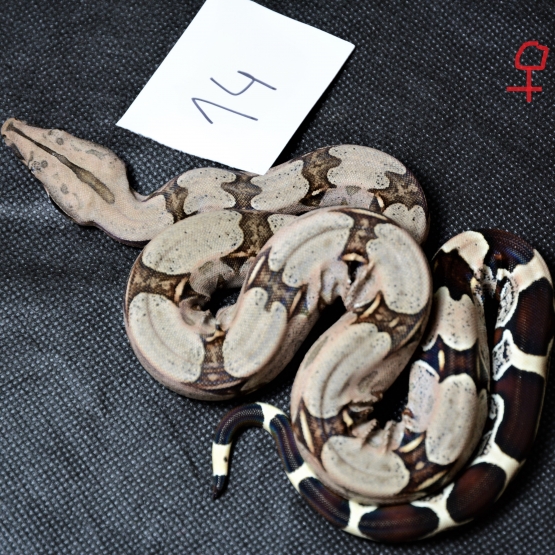 Image pour l'annonce Boa constrictor constrictor Suriname