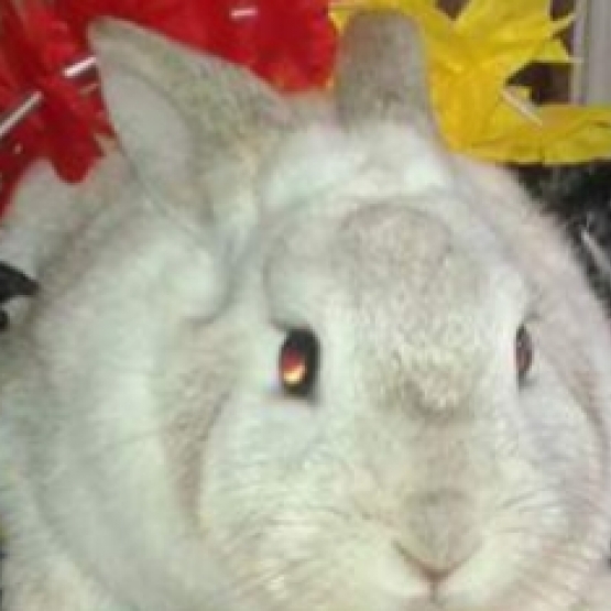 Image pour l'annonce Lapin nain blanc a donner