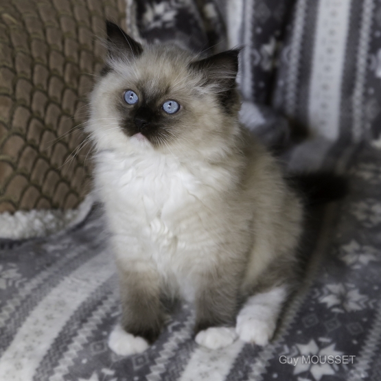 Image pour l'annonce Vends chaton Ragdoll