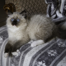 Image pour l'annonce Vends chaton Ragdoll