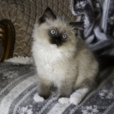 Image pour l'annonce Vends chaton Ragdoll