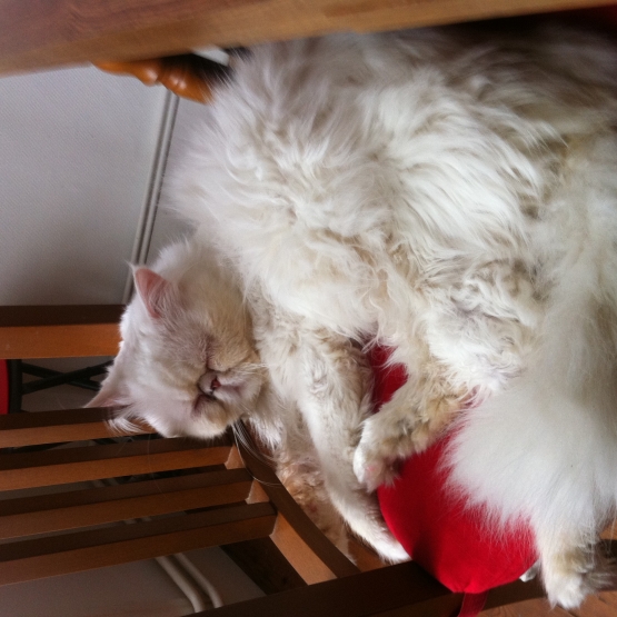Image pour l'annonce Donne Chat Persan