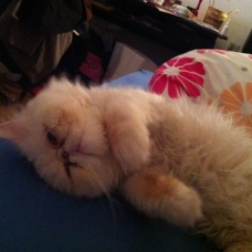 Image pour l'annonce Donne Chat Persan