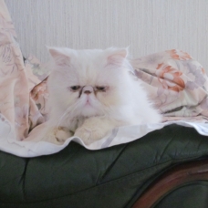 Image pour l'annonce Donne Chat Persan