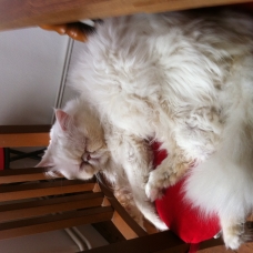 Image pour l'annonce Donne Chat Persan