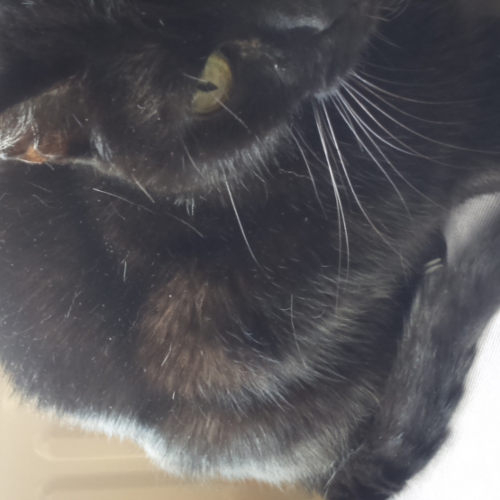 Image pour l'annonce donne chatte