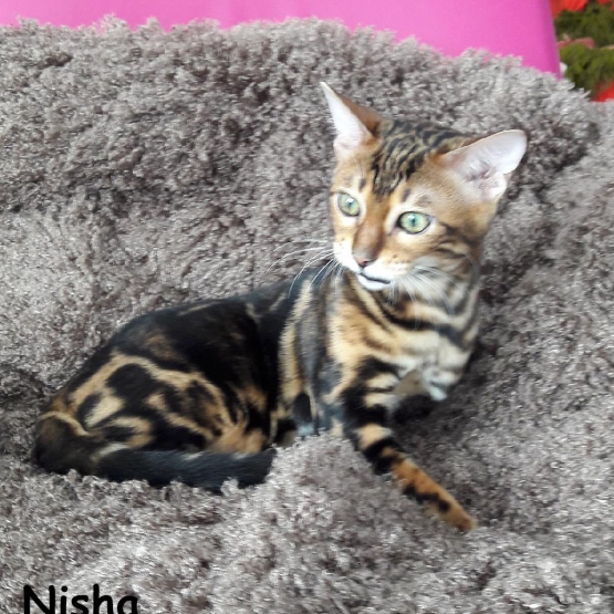 Image pour l'annonce 3 chatons bengal 2 femelles un mâle