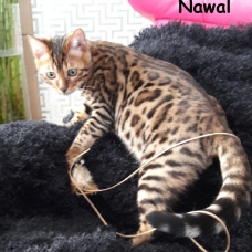 Image pour l'annonce 3 chatons bengal 2 femelles un mâle