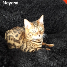 Image pour l'annonce 3 chatons bengal 2 femelles un mâle