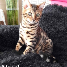Image pour l'annonce 3 chatons bengal 2 femelles un mâle
