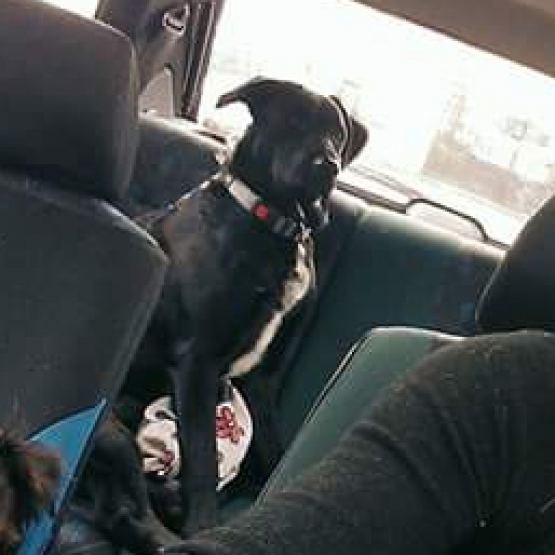 Image pour l'annonce Donne chien croisé berger et labrador de 1an et demi